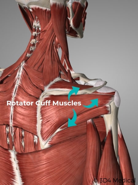 Rotator Cuff Posterior Muscles